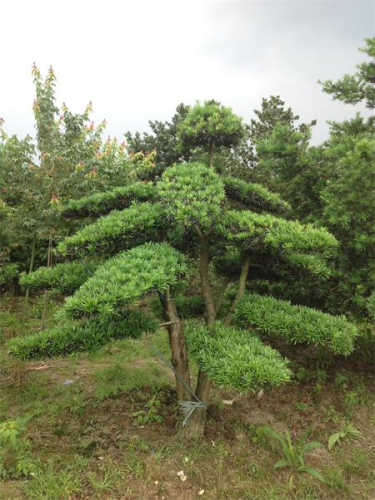 羅漢松盆景樁