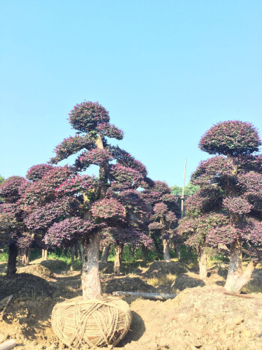 紅花繼木基地